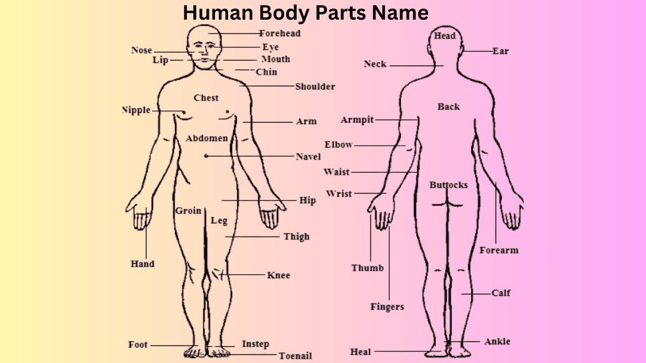 body parts name